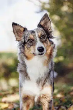 portrait d'un berger australien