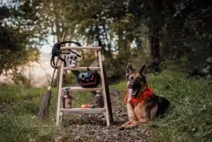 berger allemand posant dans un décor d'halloween