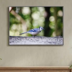 geai bleu sur une branche