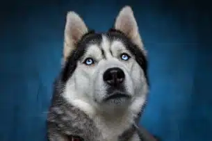 husky de face