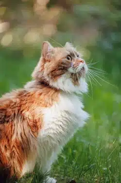 chat de profil regardant le ciel