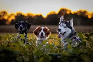 photo de 3 chiens au milieu d'un champ
