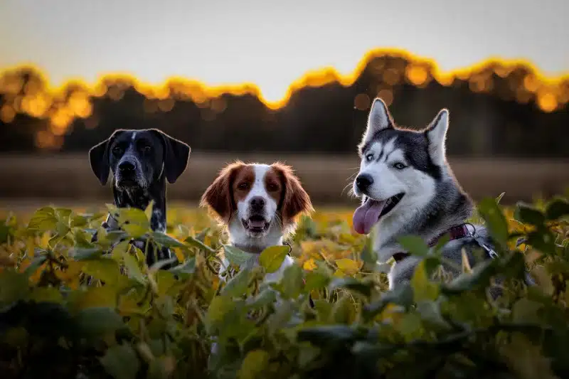 3 chiens au milieu d'un champ