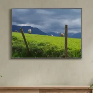 vaches dans leur pré