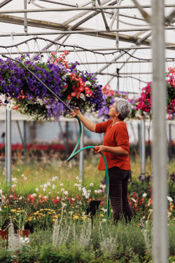 une horticultrice arrose ses fleurs dans sa serre