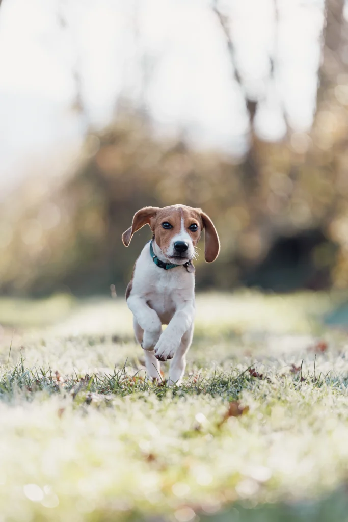 beagle en train de courir
