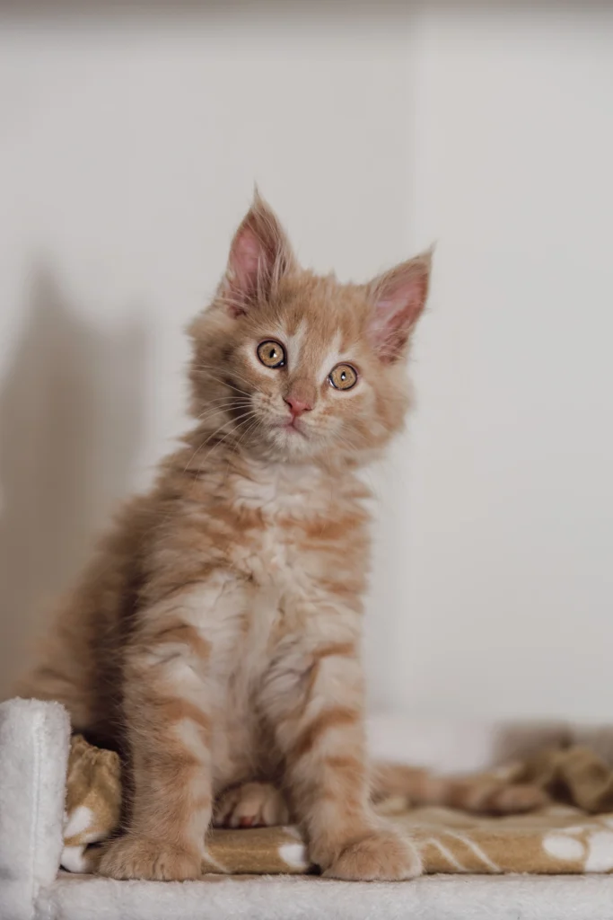 chaton regardant l'objectif