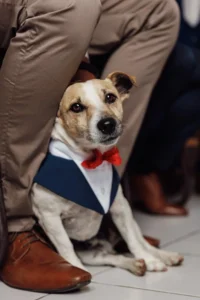 chien habillé en marié