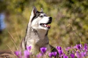 un husky au milieu d'une prairie